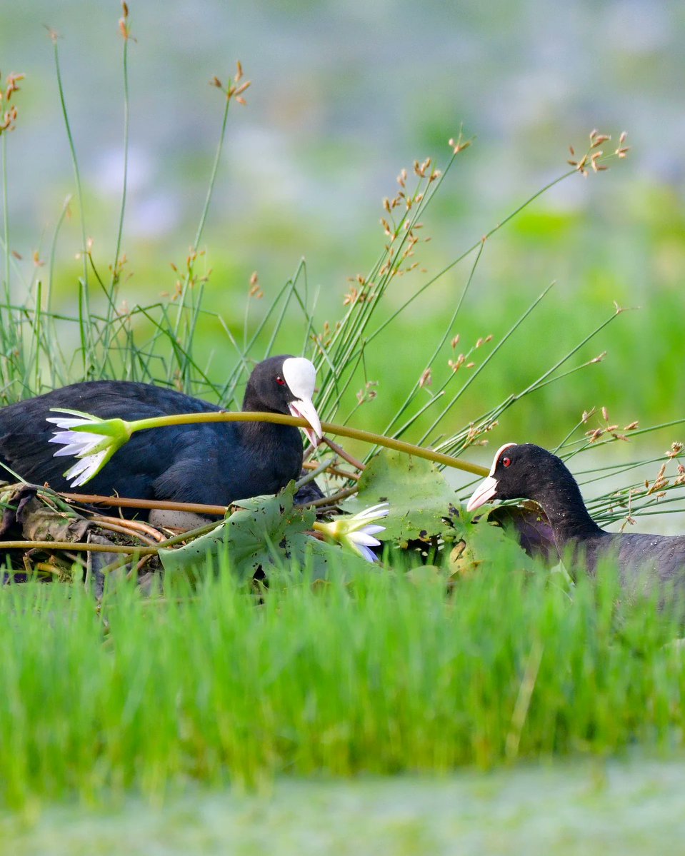 All animals tweet media