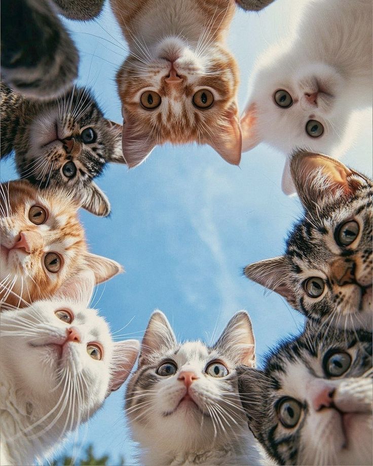 thepopularcat's tweet photo. https://t.co/KfcJY7lTGc