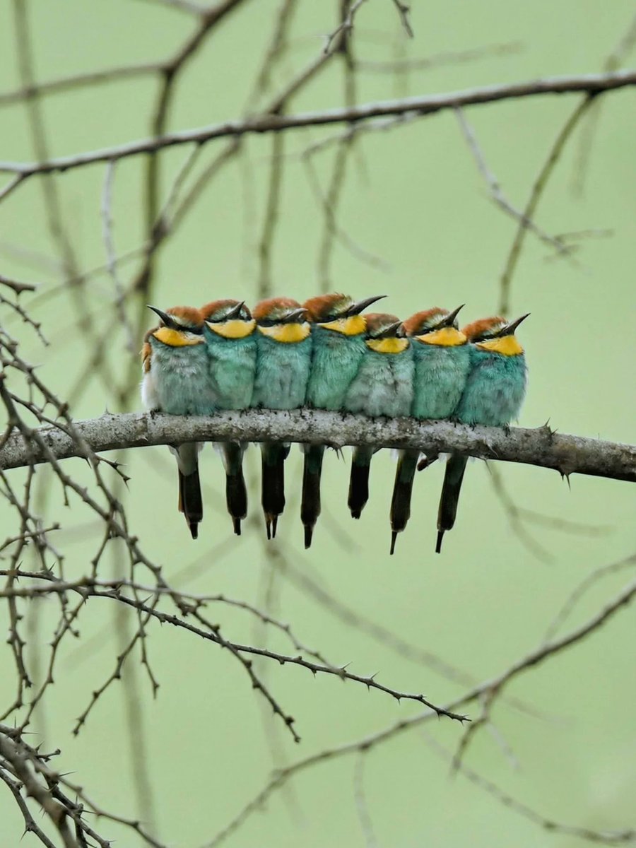 All animals tweet media