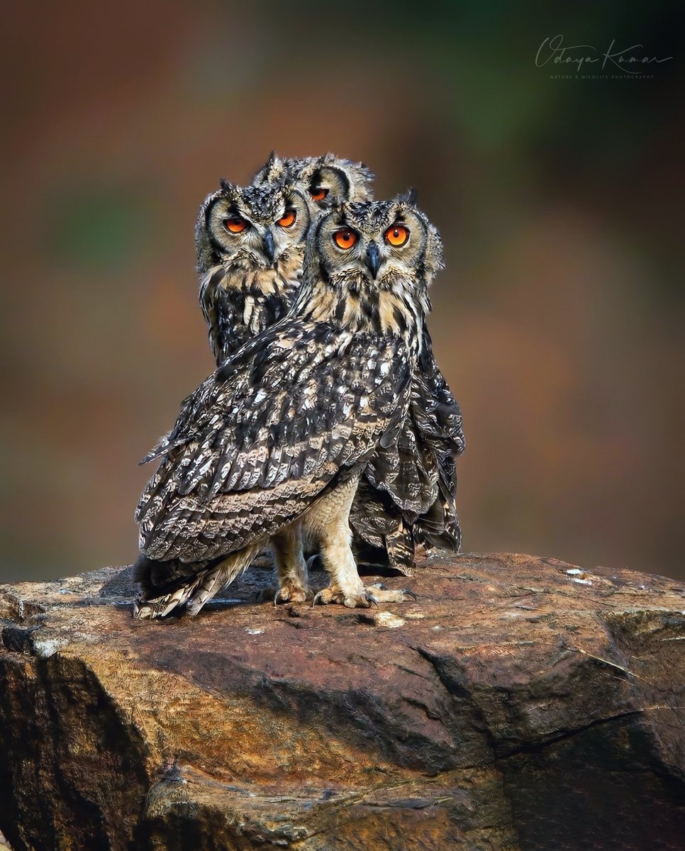 All animals tweet media