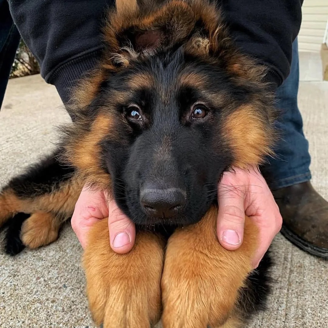 So adorable 💜☂️ 
#GermanShepherd #GSD #ShepherdLove #ShepherdLife #Germanshepherdsofinstagram #GermanShepherdusaloverrr