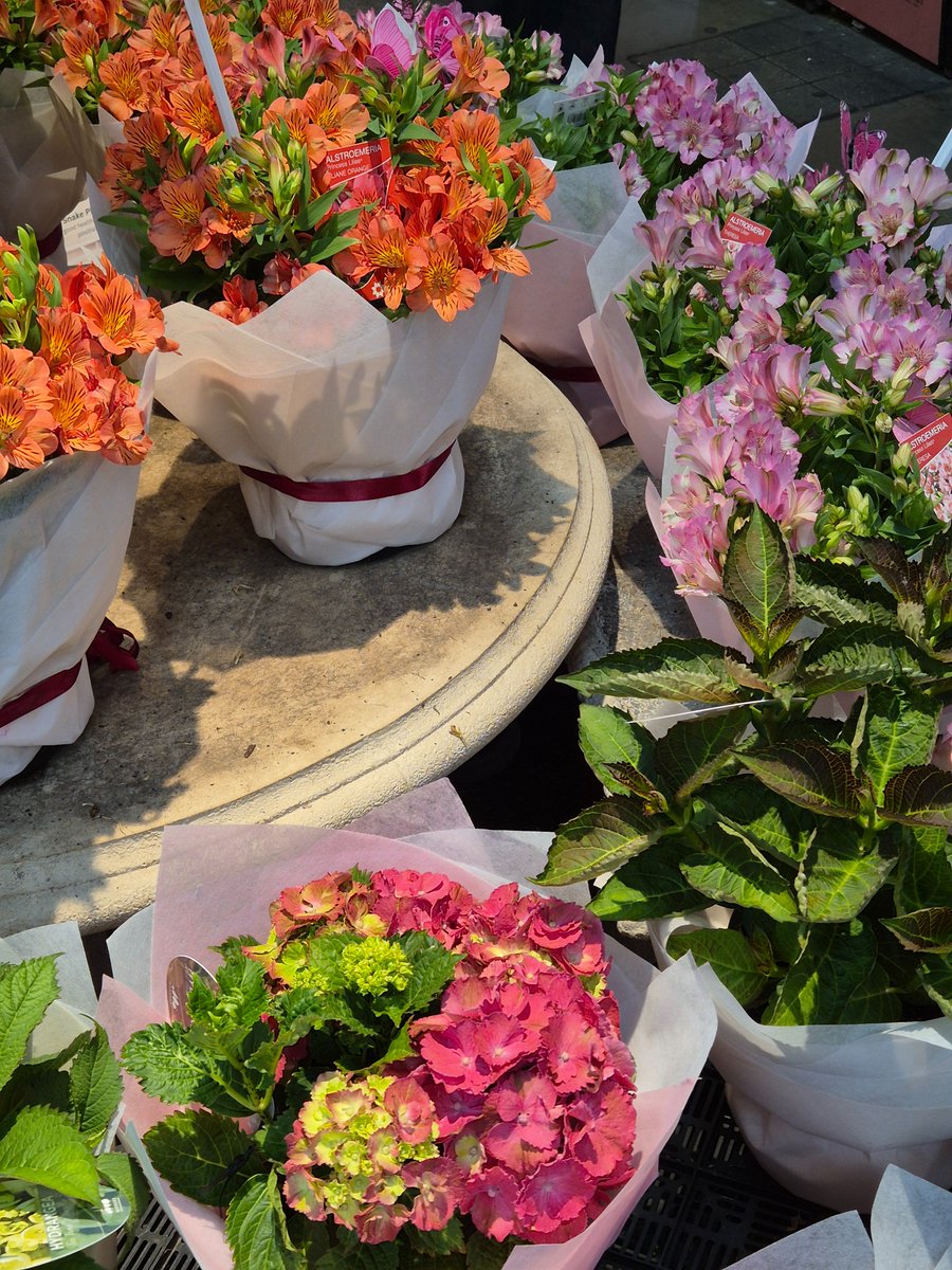 트칭들됴 꽃 조아하나~~~¿?
나이 머것는지 꽃만 보면 카메라를 켜요
💐 🌼 🏵 🌷 🌺 🌻 
호주는 뭔가 특이한 꽃 많아서
구경하는 재미가 아주 쏠쏠합니다🫶