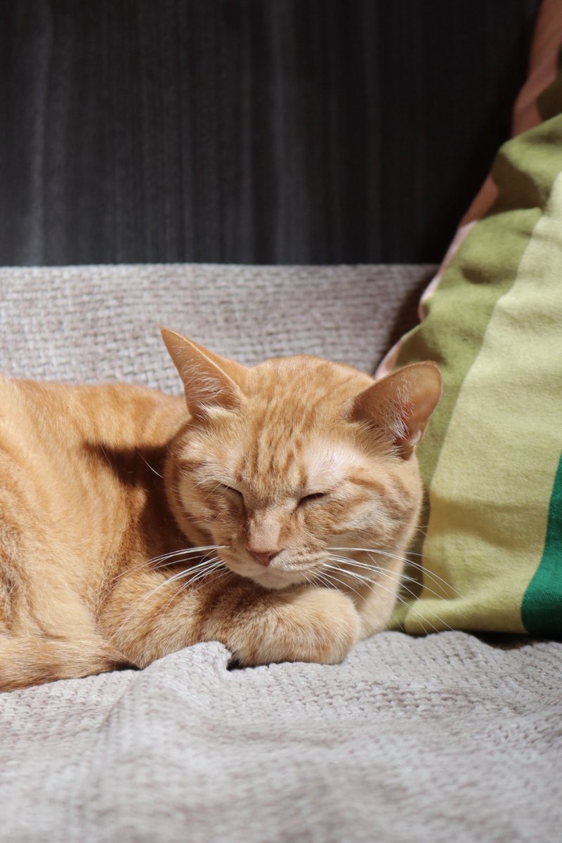 あさひ tweet media