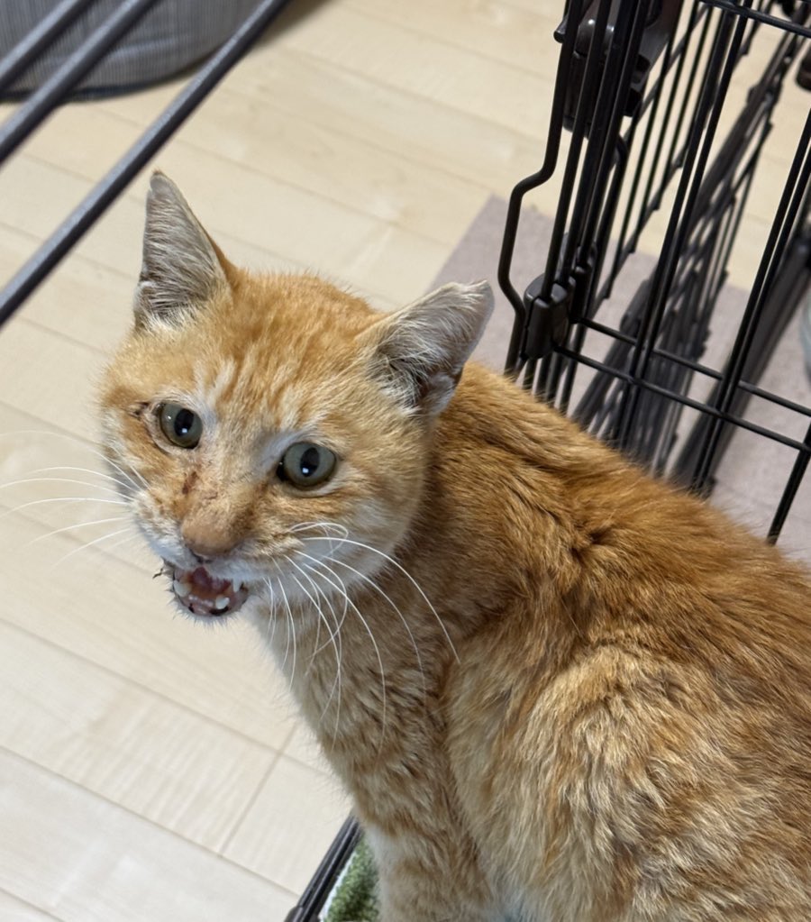 今村 かなえ｜キャットシッターmedel(メデル)😷💉💉💉💉 tweet media