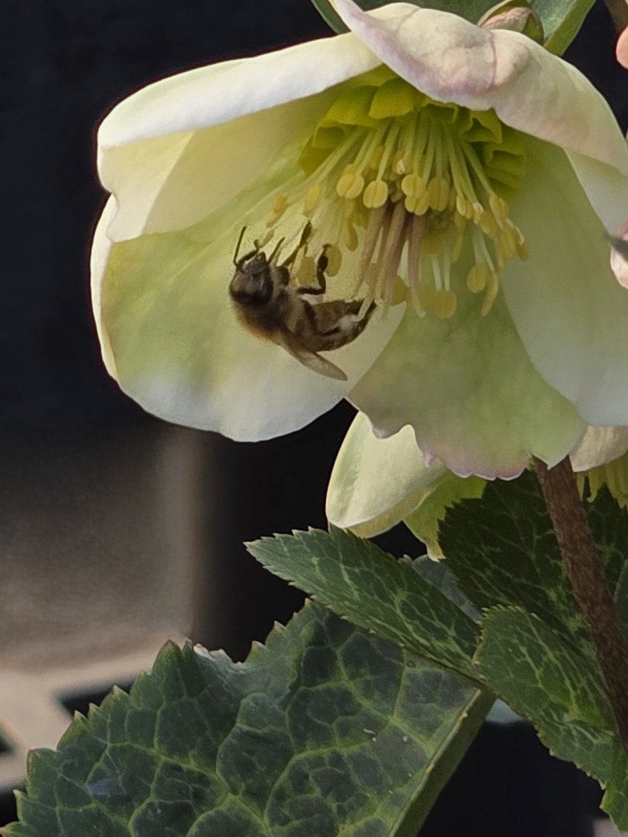 Foraging the Hellebores on a morning in March.