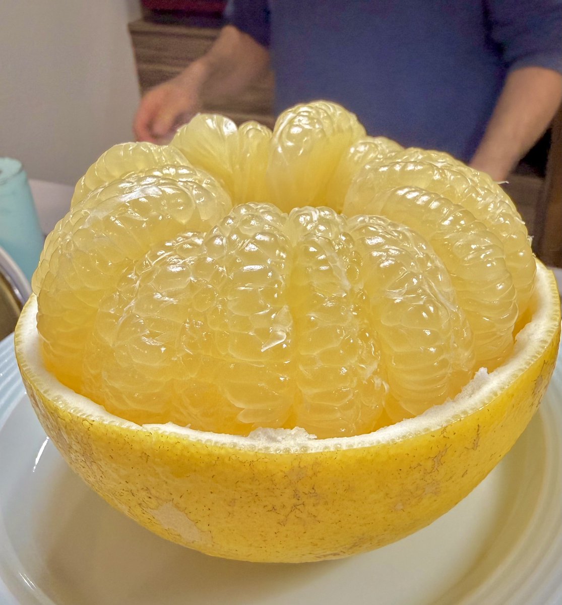 文旦　みかん　柑橘　98 土佐文旦 | みかん大事典 | みかんのことなら「のま果樹園