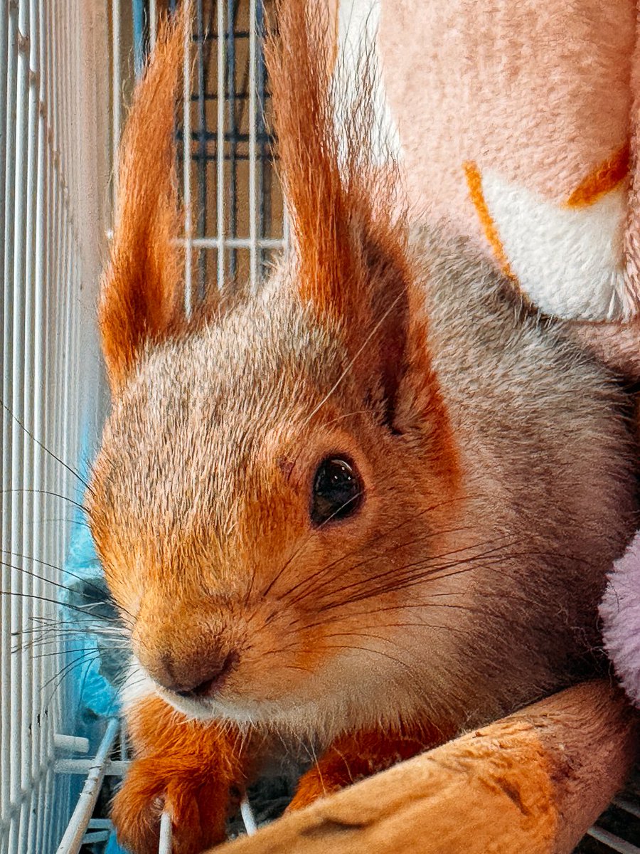 💫💜 ONOSAN小野 😈🛸 tweet media