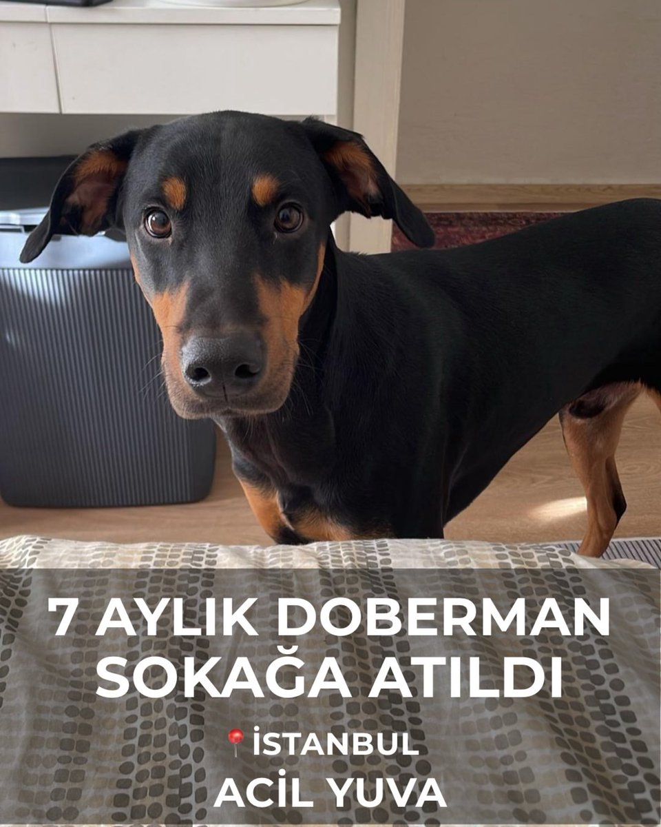 patiye_umut's tweet photo. ‼️ İSTANBUL – ACİL YUVA

7 aylık DOBERMAN ERKEK SOKAĞA ATILDI.

Daha yavru ama terk edilmeyi yaşadı.
Şu an geçici olarak güvende.

Acil sorumluluk sahibi bir yuva aranıyor.

📍 İstanbul  
⚠️ Kısırlaştırma şartı  
📞 0545 546 67 24

RT ile yuvalanmasına yardımcı olabilir misiniz? https://t.co/pfd6HHRCIL