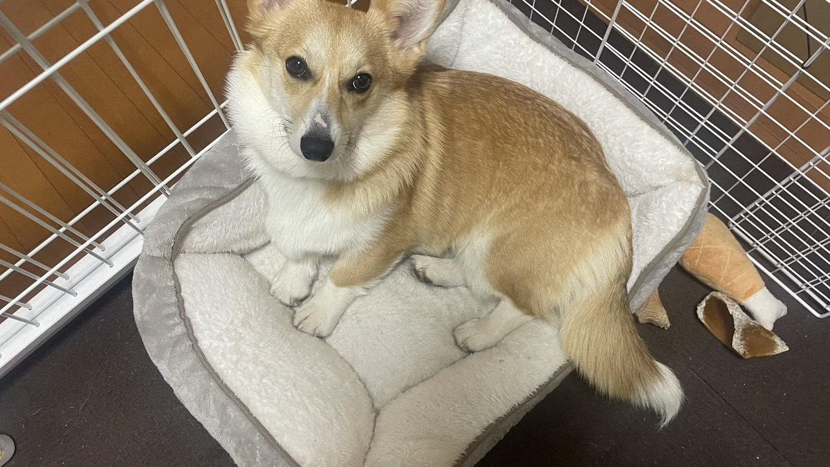 ニシ:いっちー tweet media