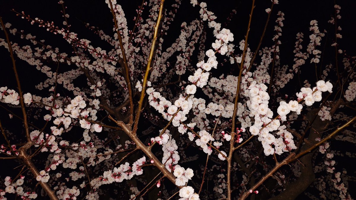 すたじおはんなり tweet media