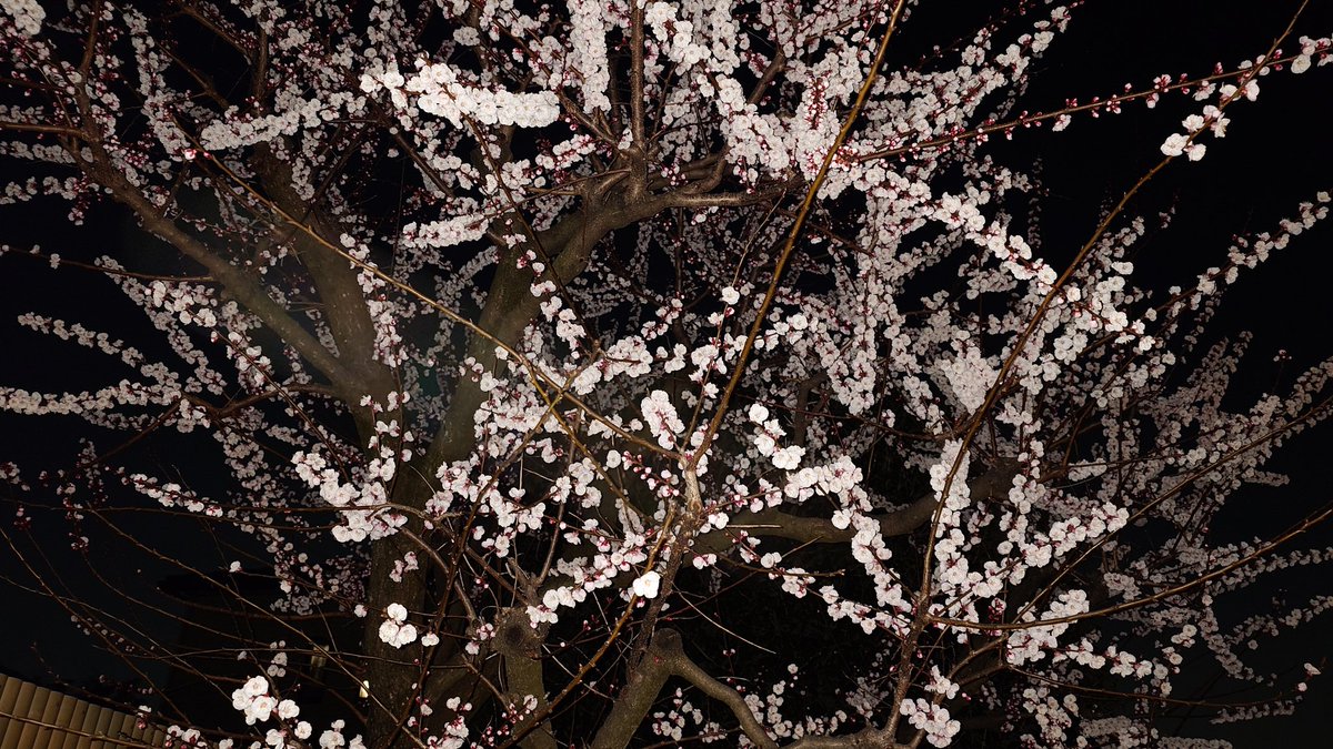 すたじおはんなり tweet media