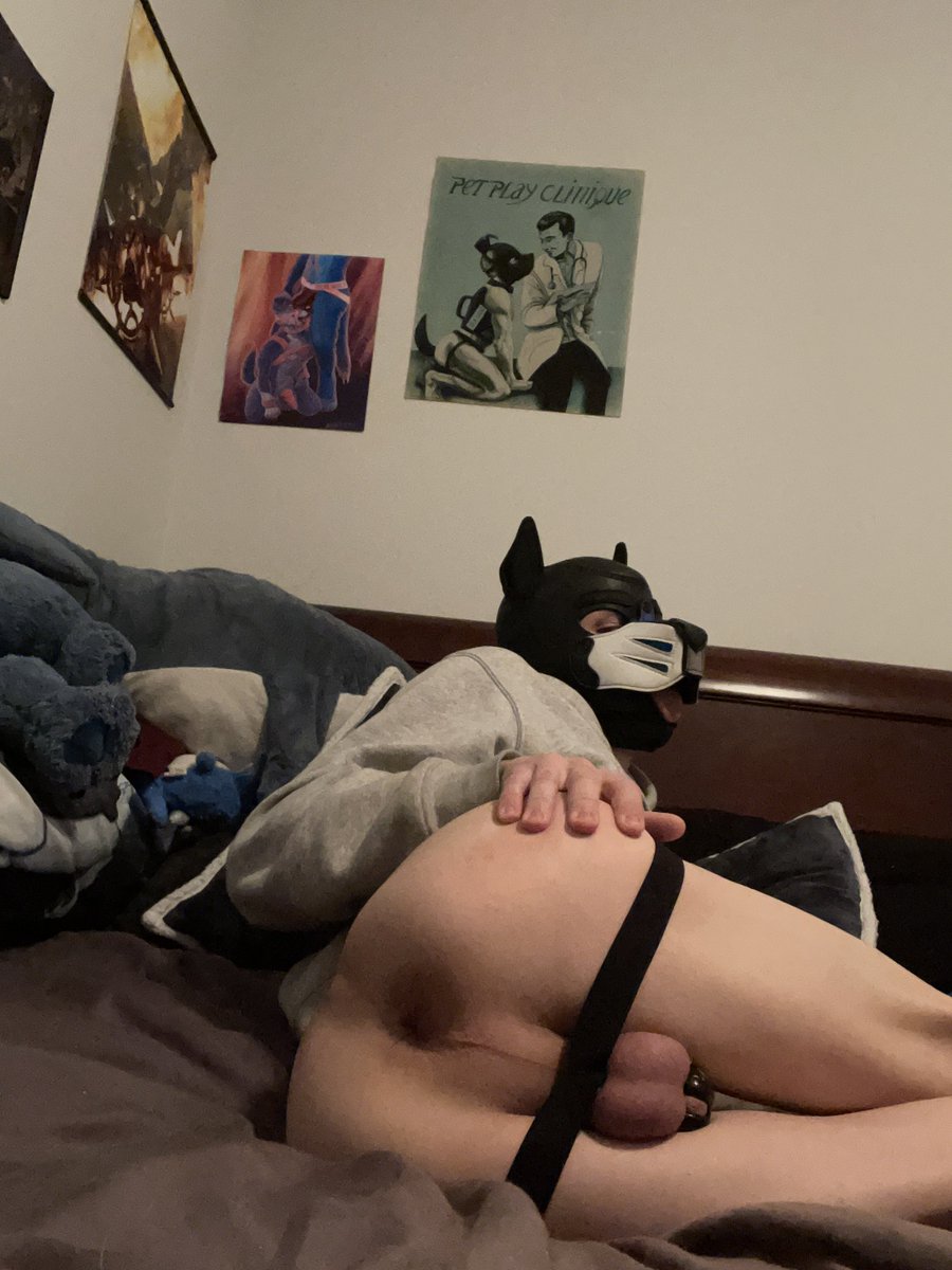 🦈Pup Cloudy☁️ tweet media