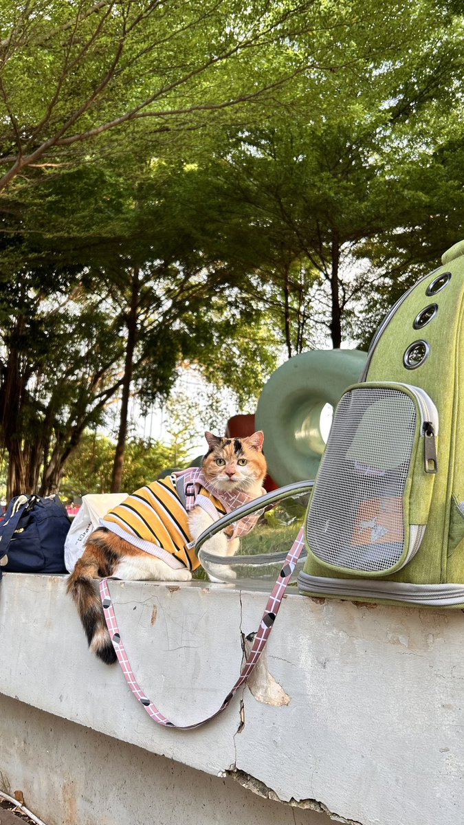 Jaklingko Cat tweet media