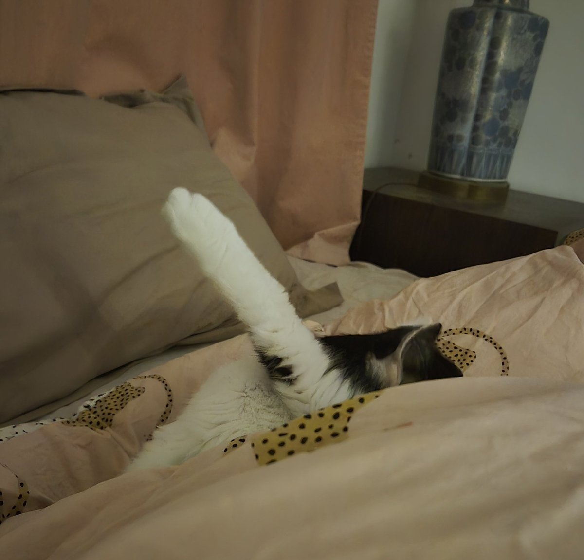 טוקסופלסמה גונדי (את/היא) tweet media