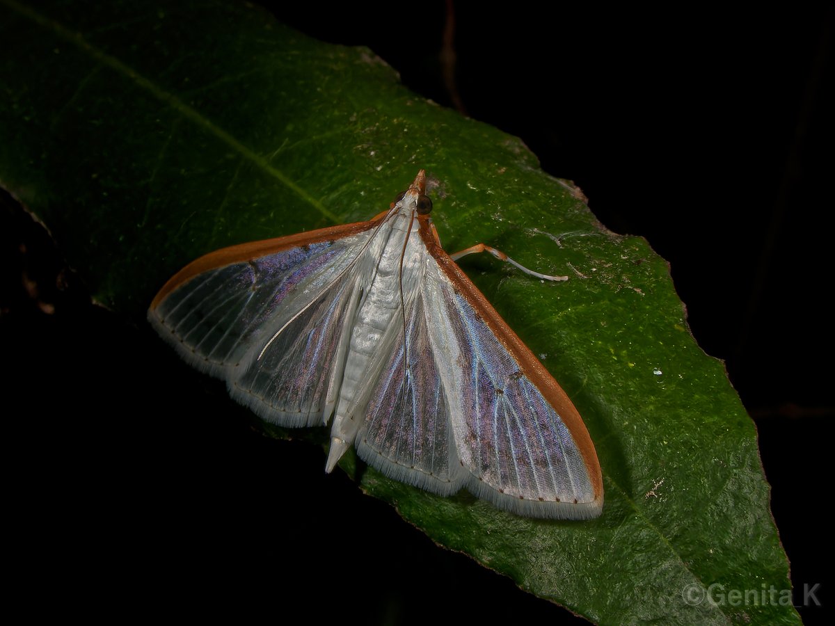 Genita_K tweet media