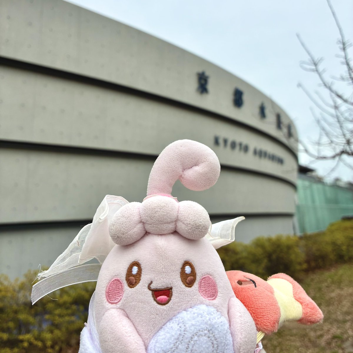 いっぷくピンプク tweet media