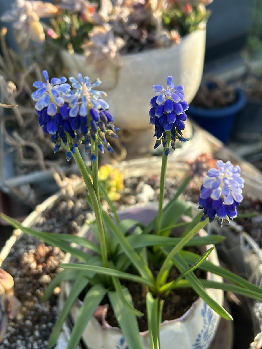 🎻🎸吉🚲🌷🥜 tweet media