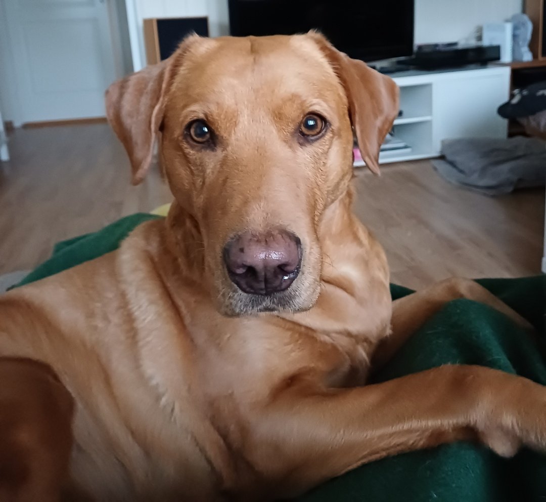 snootbeetle's tweet photo. luna har blitt litt lubben https://t.co/JXH0tLZsk1
