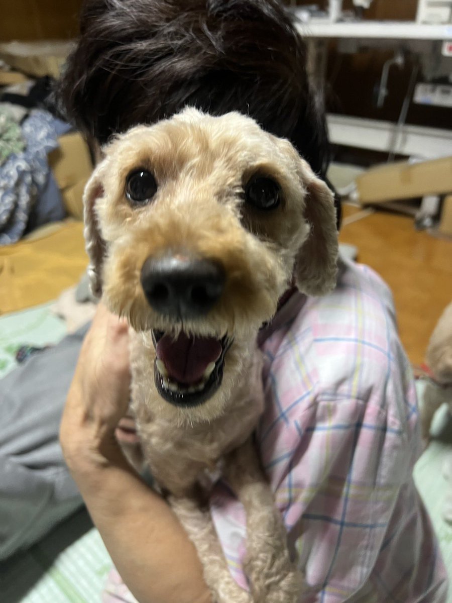 ryusegawa's tweet photo. トリミング＆検査しました🐶

高齢の方の一人暮らしでの孤独死により、
かなり衰弱した状態で見つかりました。

これからの高齢社会では無視できない問題。

名前は
「福が来るように」で
福くんとなりました🐾

運営しているFOR LIFE で
里親募集中です。

男の子 9歳
拡散してくれたら嬉しいです。 https://t.co/kj6G0IFAQK