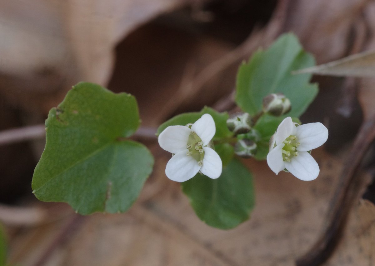 岳(だけぶき)蕗 tweet media