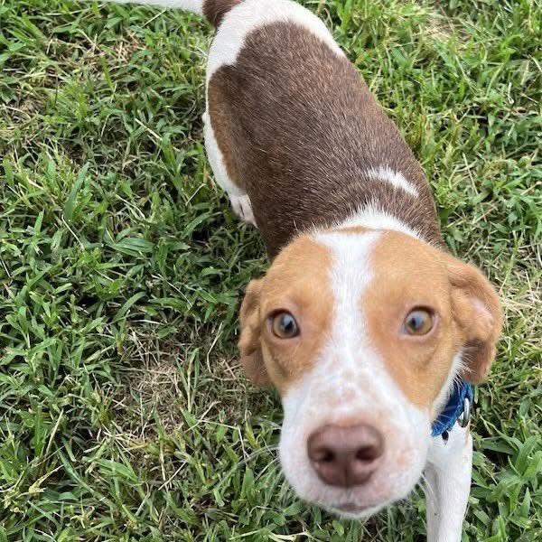 TriBeagles tweet media