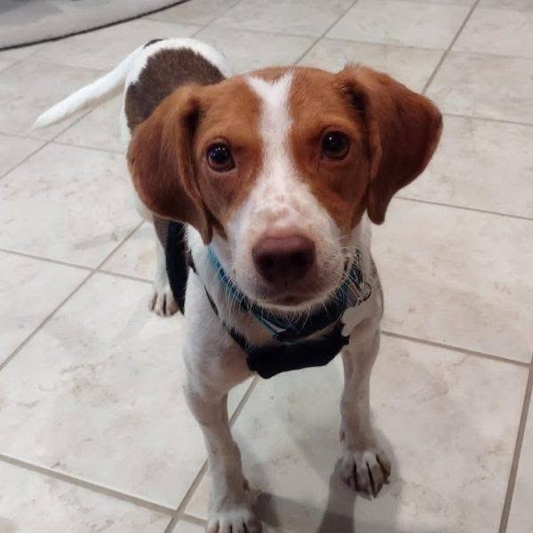 TriBeagles tweet media