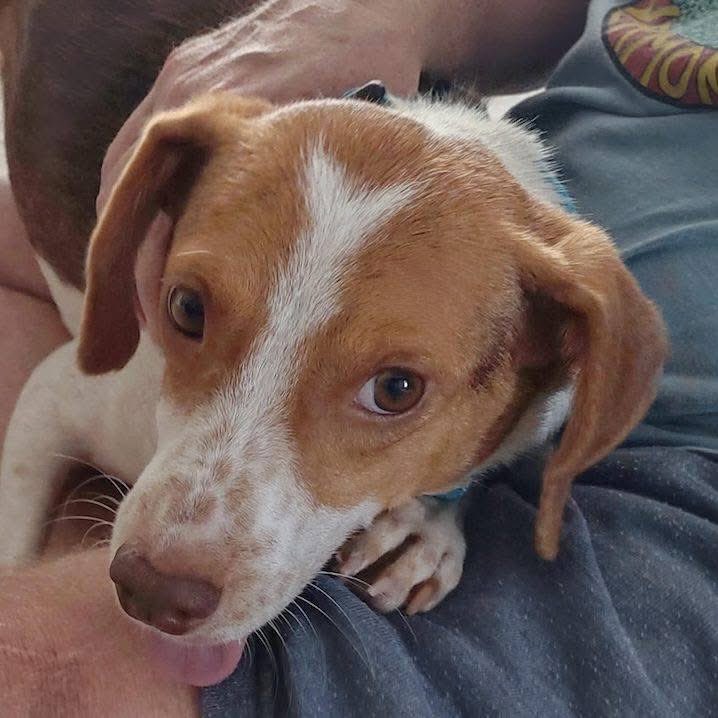 TriBeagles tweet media