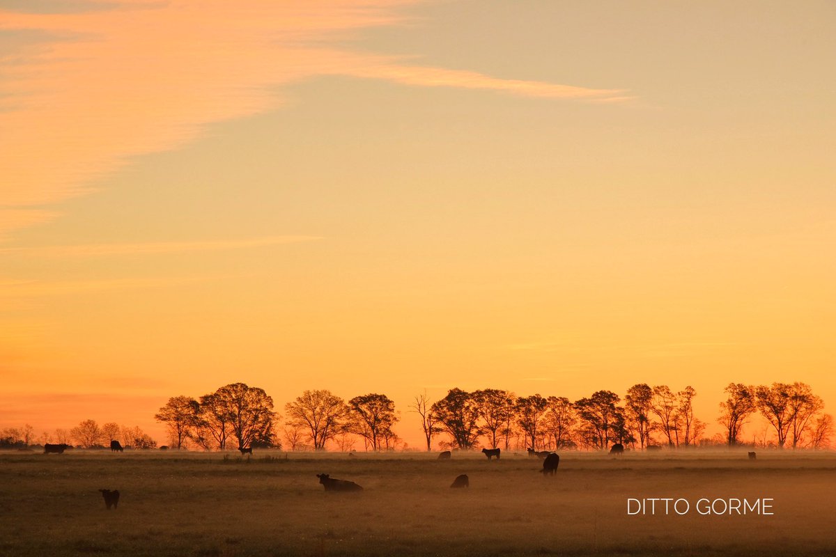 Ditto Gorme tweet media