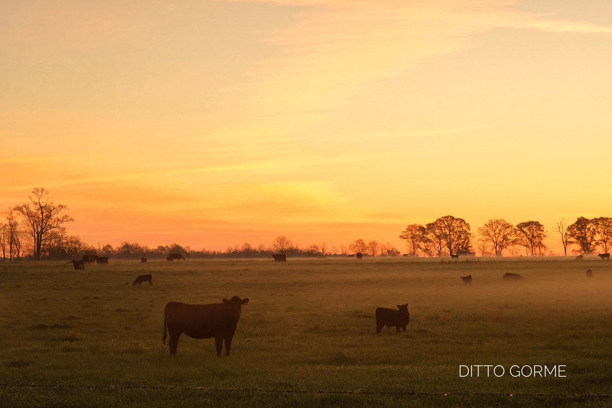 Ditto Gorme tweet media