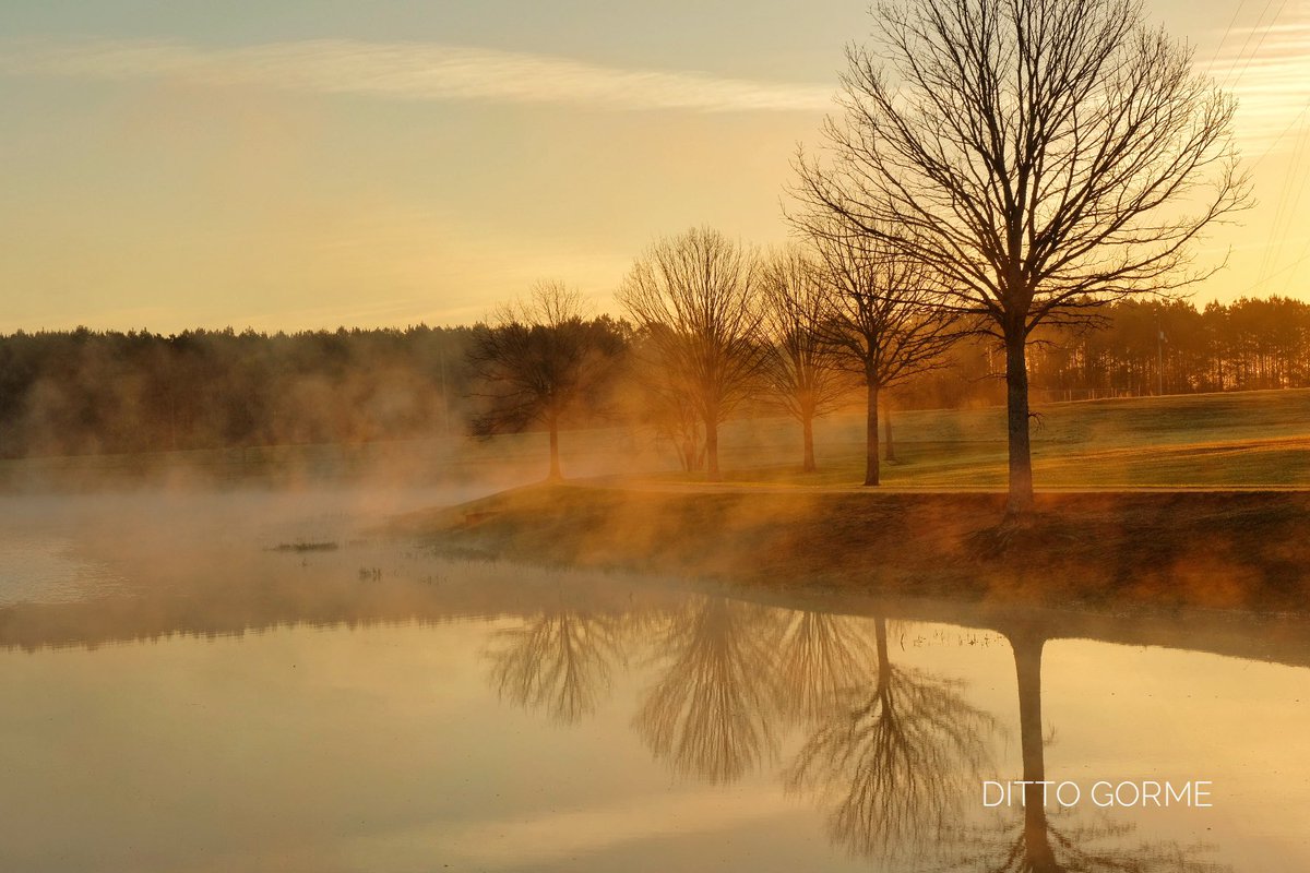 Ditto Gorme tweet media