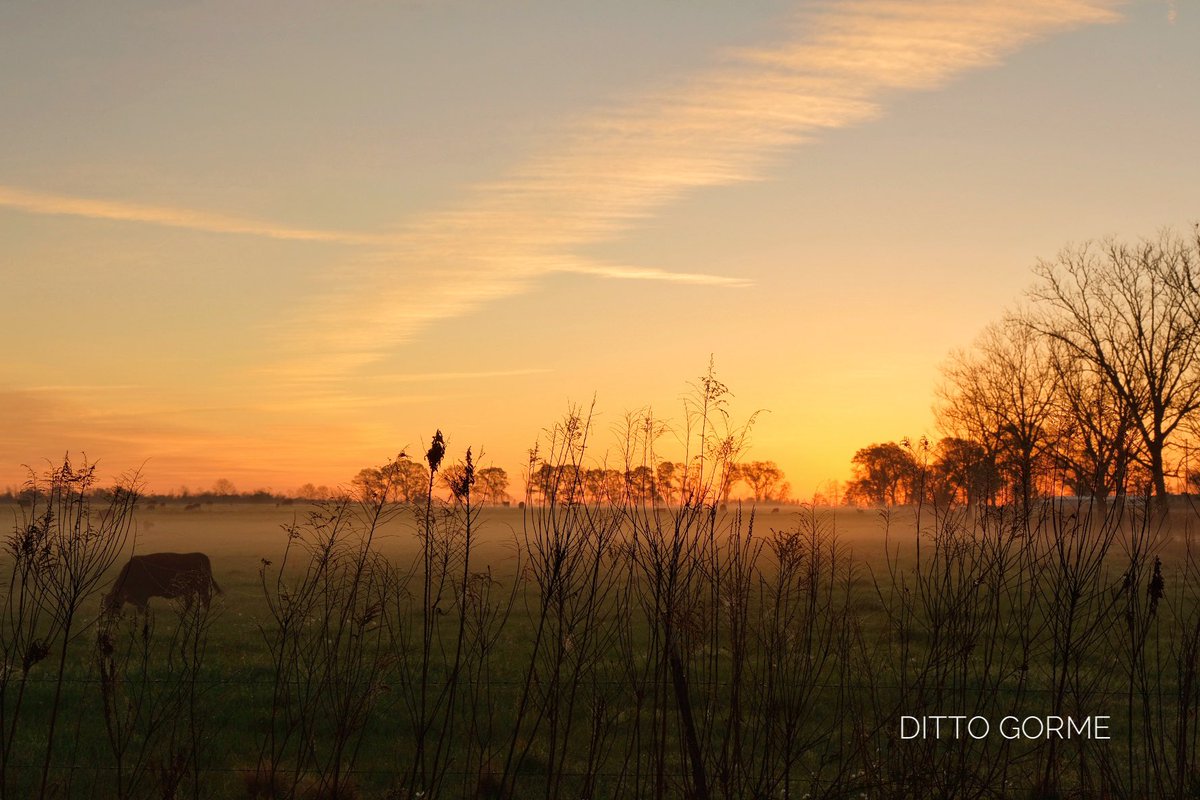 Ditto Gorme tweet media