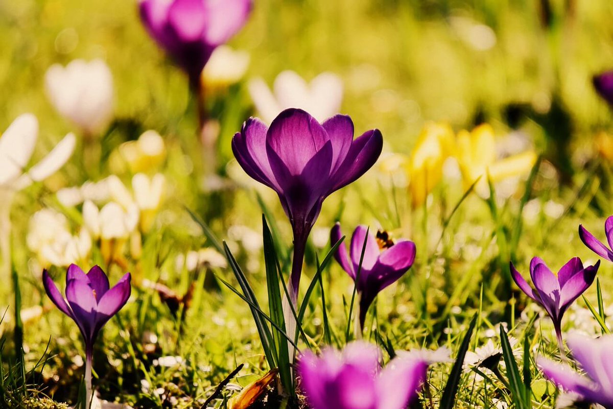 MyndtreeOrg's tweet photo. This Friday, March 20, is the Spring Equinox. Like spring, joy does not always arrive as excitement. 🌼
Myndtree’s current free Meditation of the Week explores joy as a quiet movement toward ease and openness.

Listen: https://t.co/bRmAAKnYJg

#Mindfulness #Joy #SpringEquinox https://t.co/utPR7N30A8
