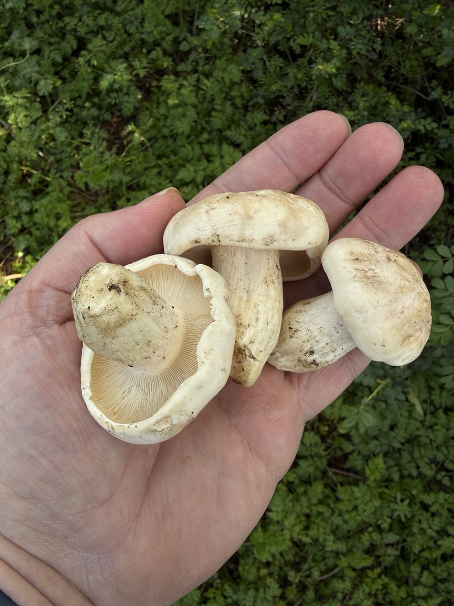 Absolutely Wild tweet media