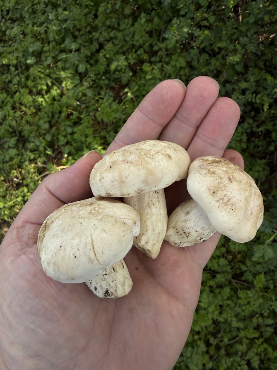 Absolutely Wild tweet media