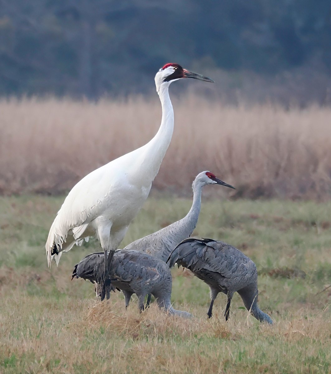 Above_96th tweet media