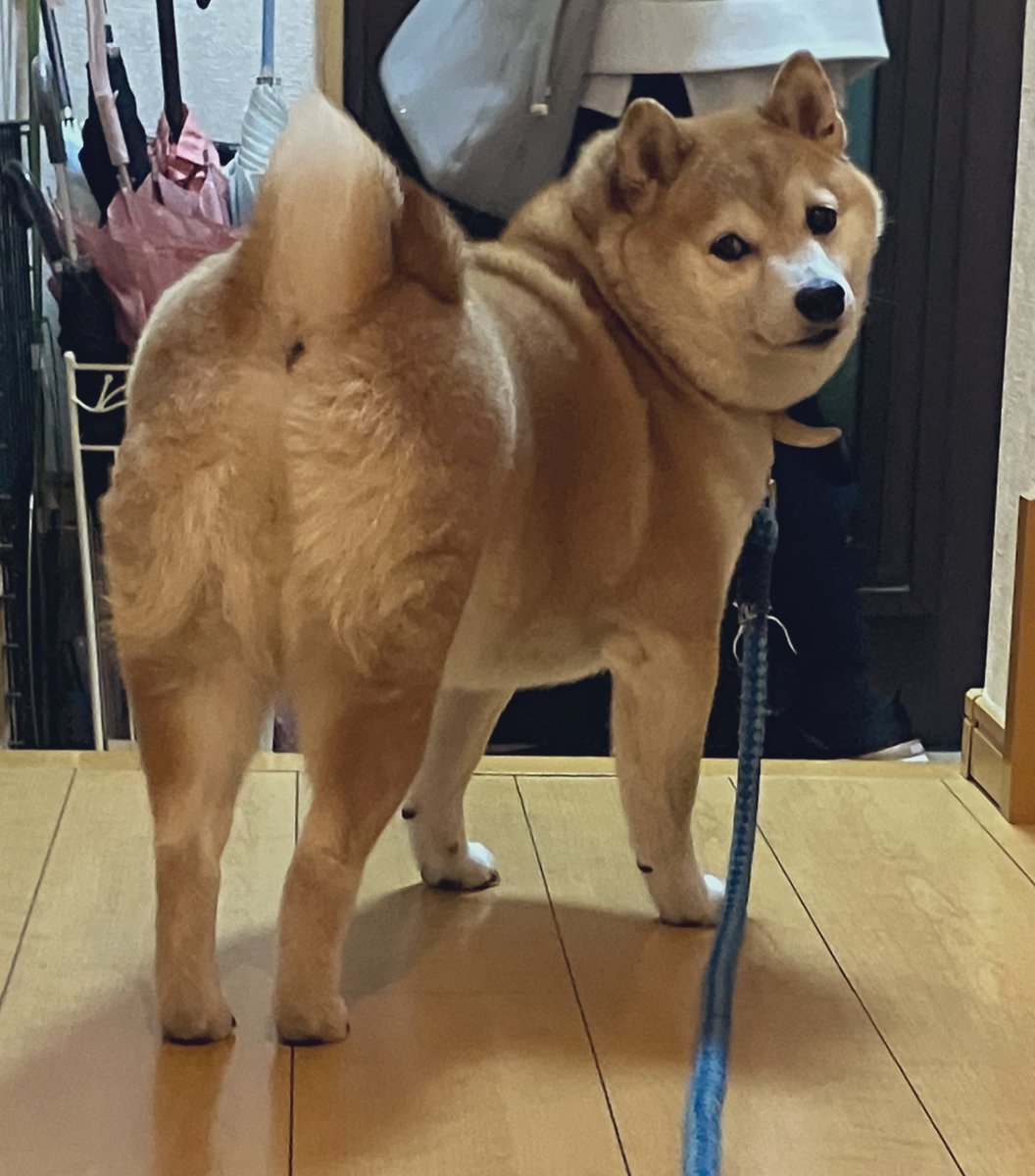 inutsukq's tweet photo. 散歩しに会いに行ったよ🐕 ͗ ͗ https://t.co/bBc4kiujQo