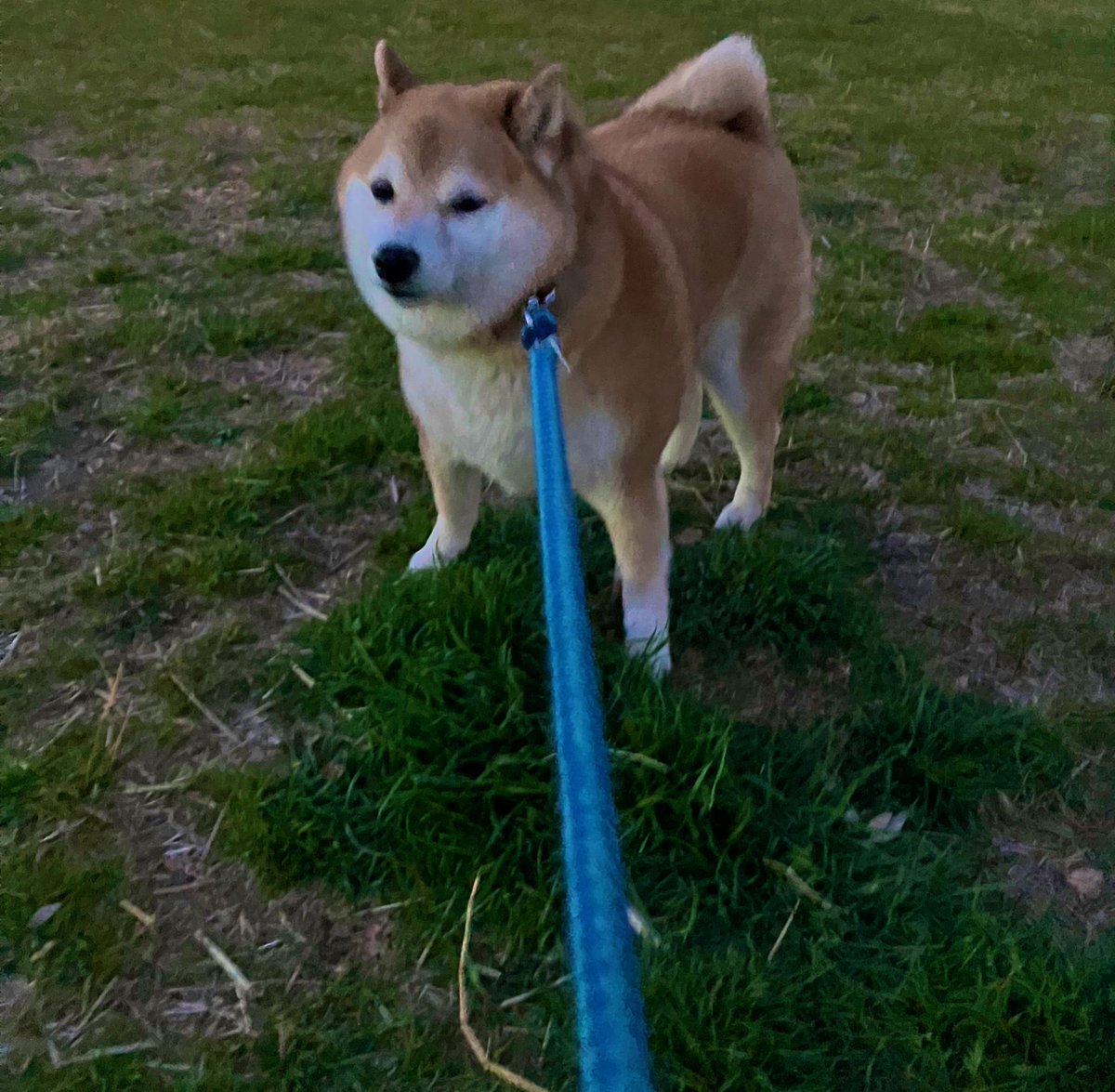 inutsukq's tweet photo. 散歩しに会いに行ったよ🐕 ͗ ͗ https://t.co/bBc4kiujQo