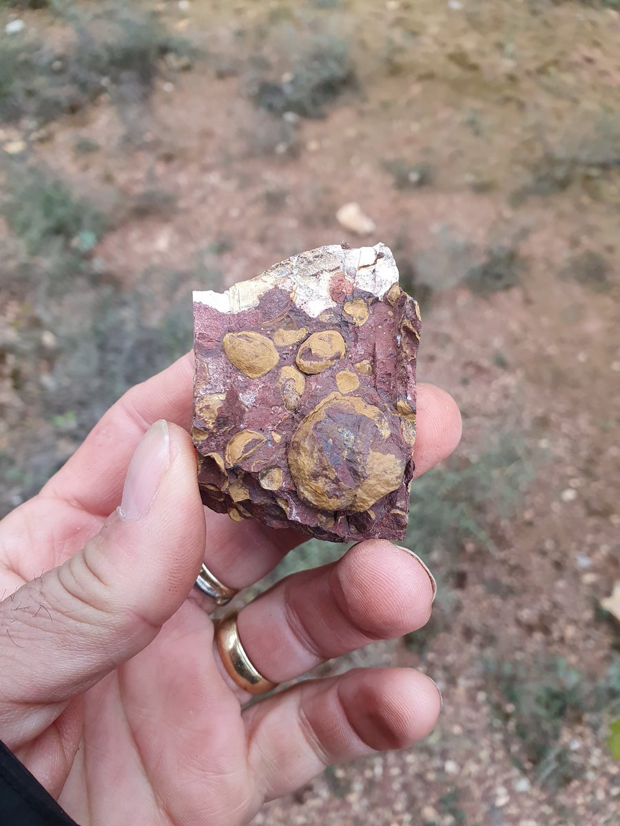 Grup Mineralògic Cat tweet media