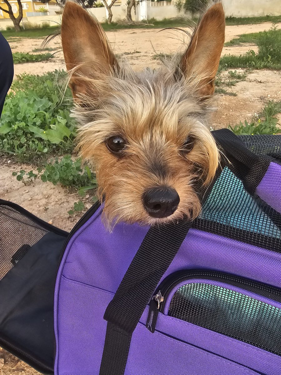 AcofalX's tweet photo. ADOPCIÓN URGENTE ALICANTE.   Porque no la puede tener quiere deshacerse de ella.
alicante. Tiene 8 años tel680328972 https://t.co/vLNEEh2KYF