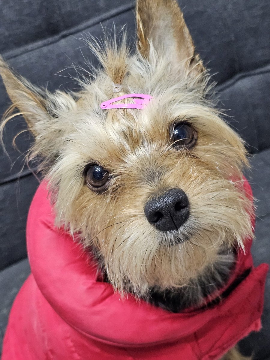 AcofalX's tweet photo. ADOPCIÓN URGENTE ALICANTE.   Porque no la puede tener quiere deshacerse de ella.
alicante. Tiene 8 años tel680328972 https://t.co/vLNEEh2KYF