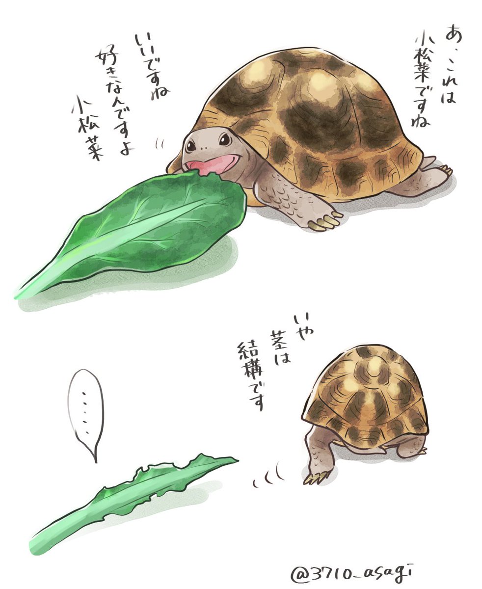 これは前に描いたうちのリクガメ 