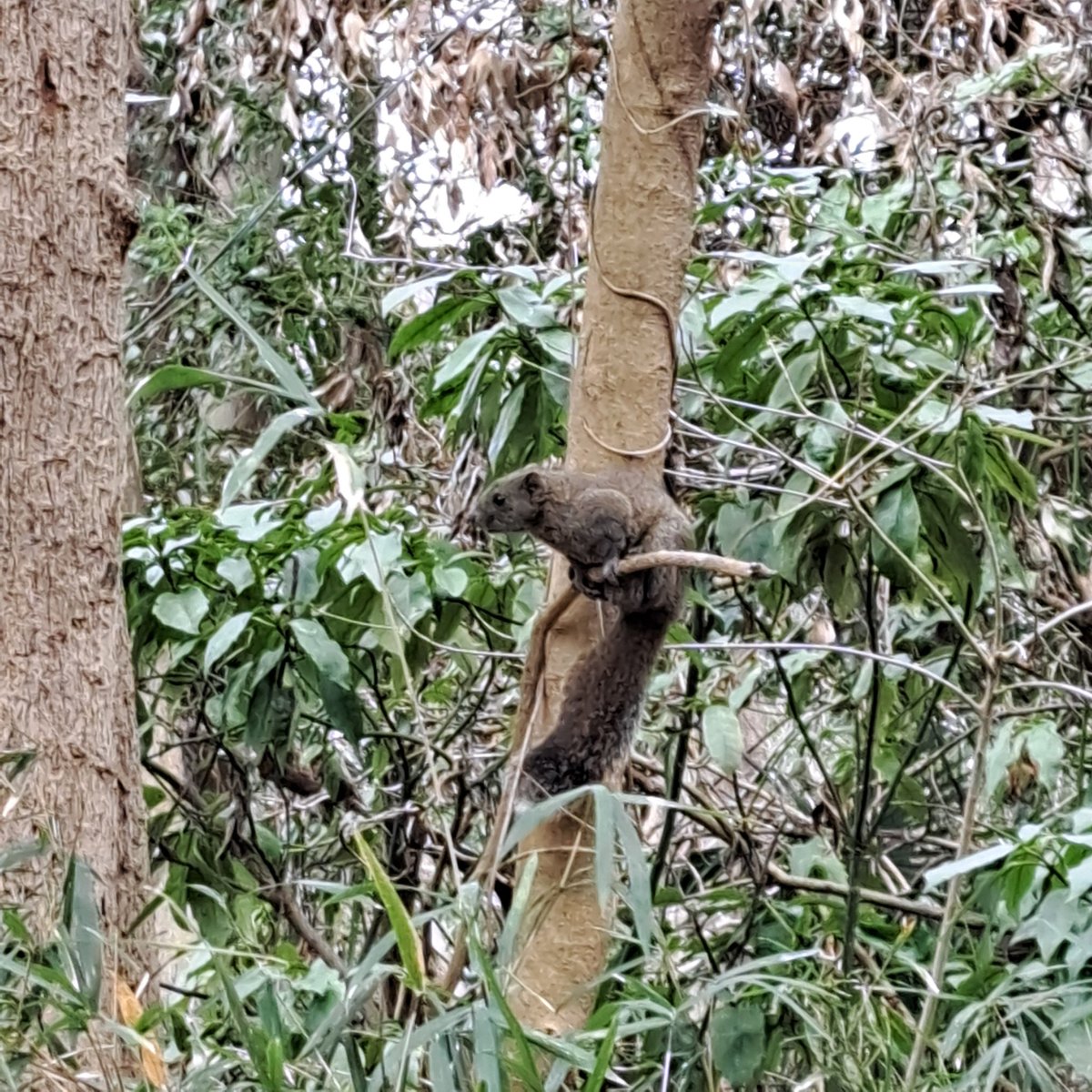 だーかね〜running instructor〜 tweet media