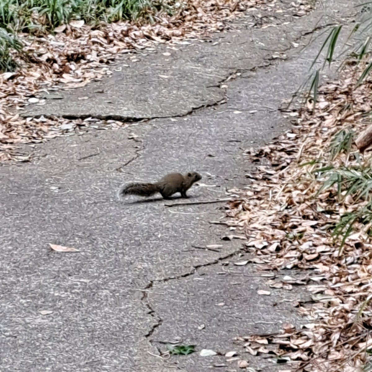 だーかね〜running instructor〜 tweet media