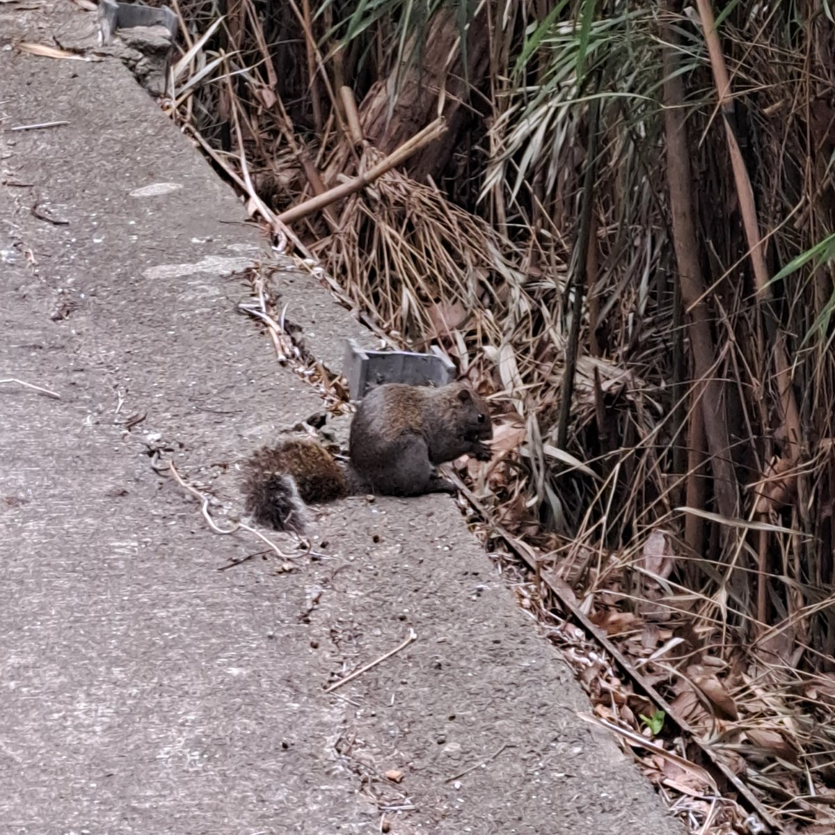 だーかね〜running instructor〜 tweet media