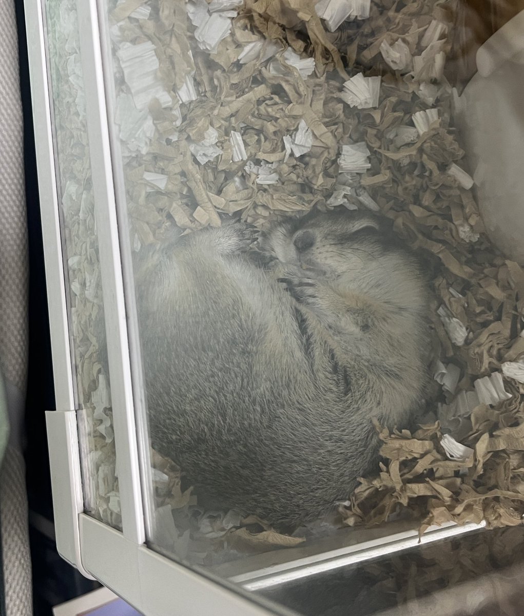 🐿️、末永く元気でいてくれ。。
最近やっぱり痩せてきたしごはんも食べなくなってきたね。