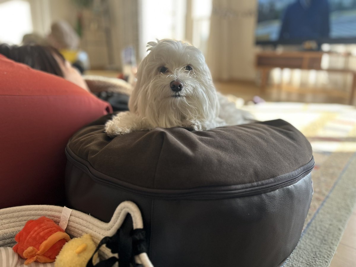 raccoono's tweet photo. 新しいクッションが届いてご満悦の彼…🐶
いつもありがと!
座面はウルトラスエード…笑
ソムリエナイフも新調しました
皆さんも良い週末をお過ごしください
#lexsus
#lusciuoz https://t.co/jULuFIloXi