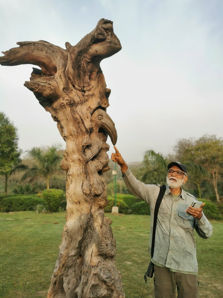 DelhiTrees tweet media