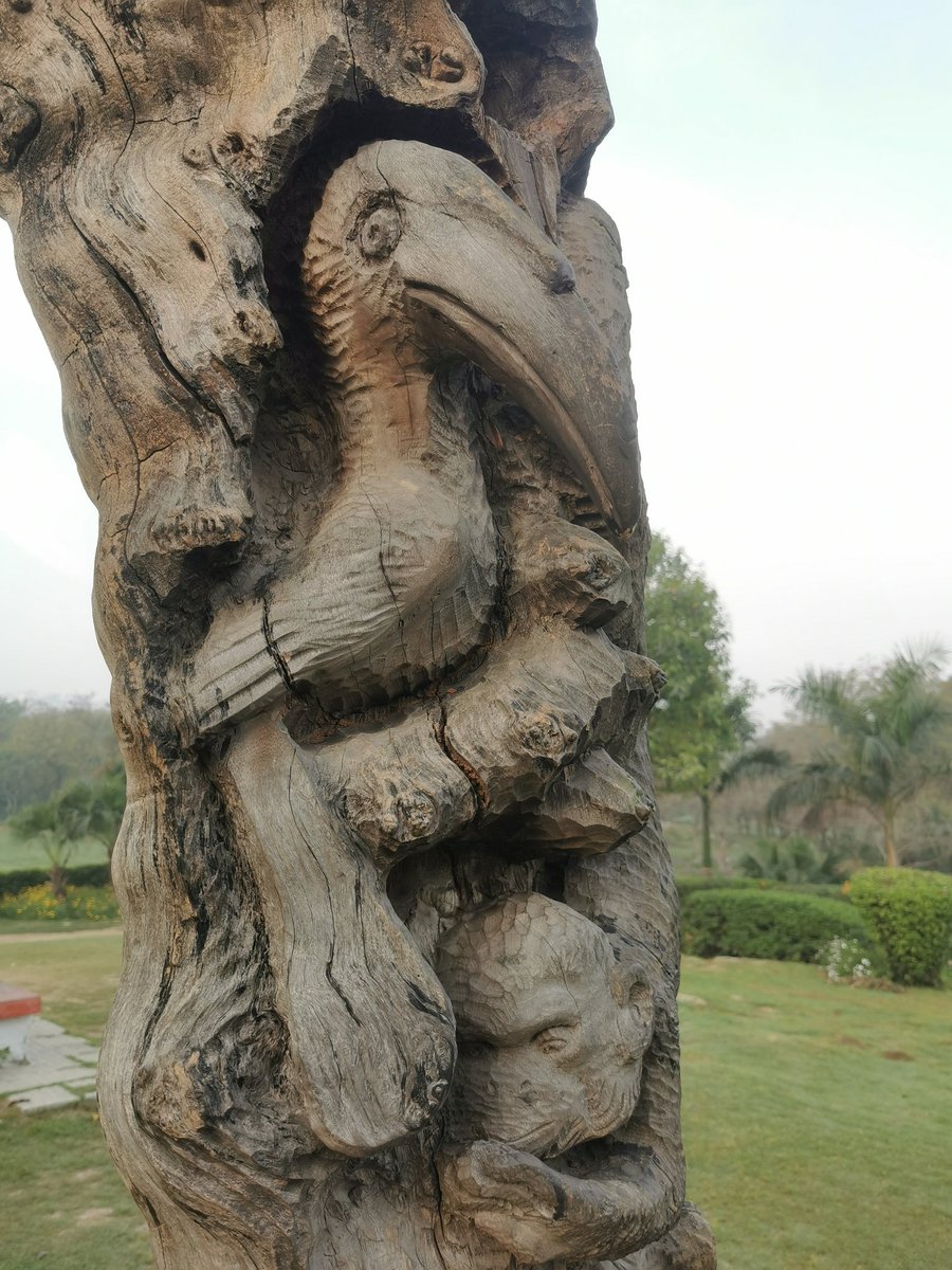 DelhiTrees tweet media