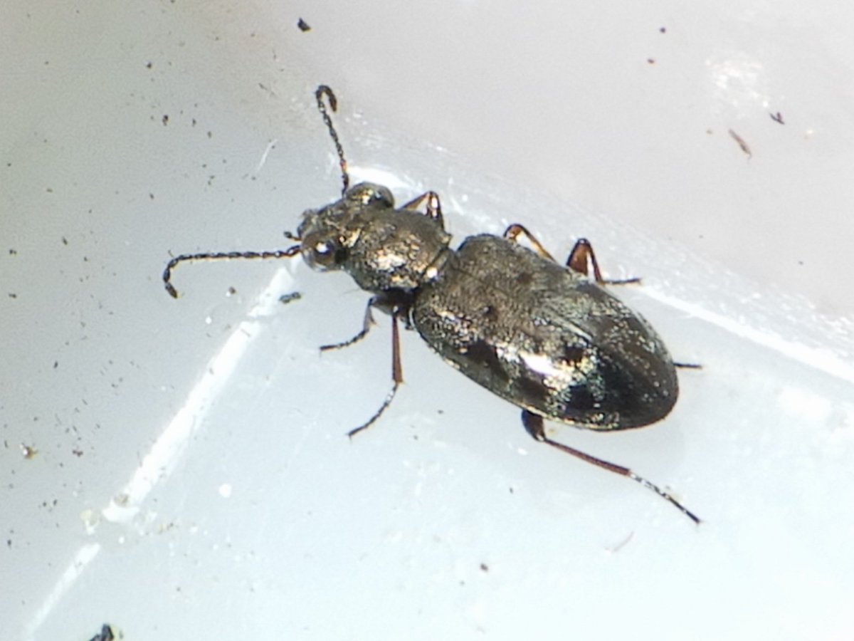 勝利…😌

#ワタラセハンミョウモドキ