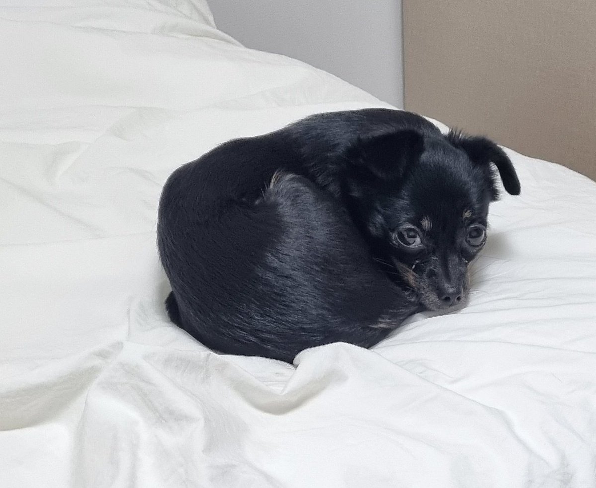 레노아😇💙🤍 tweet media